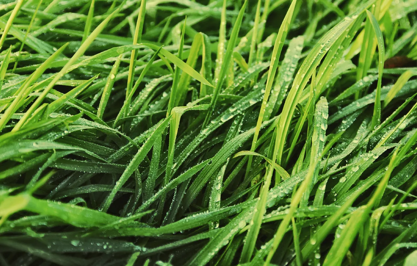 Photo wallpaper greens, grass, leaves, drops, nature, Rosa, lawn, plant
