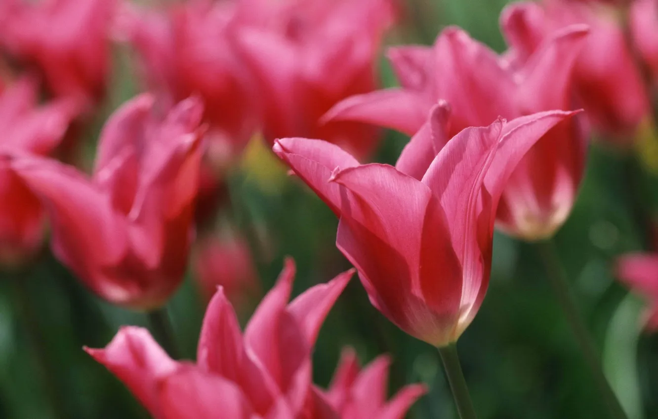 Photo wallpaper blur, tulips, pink