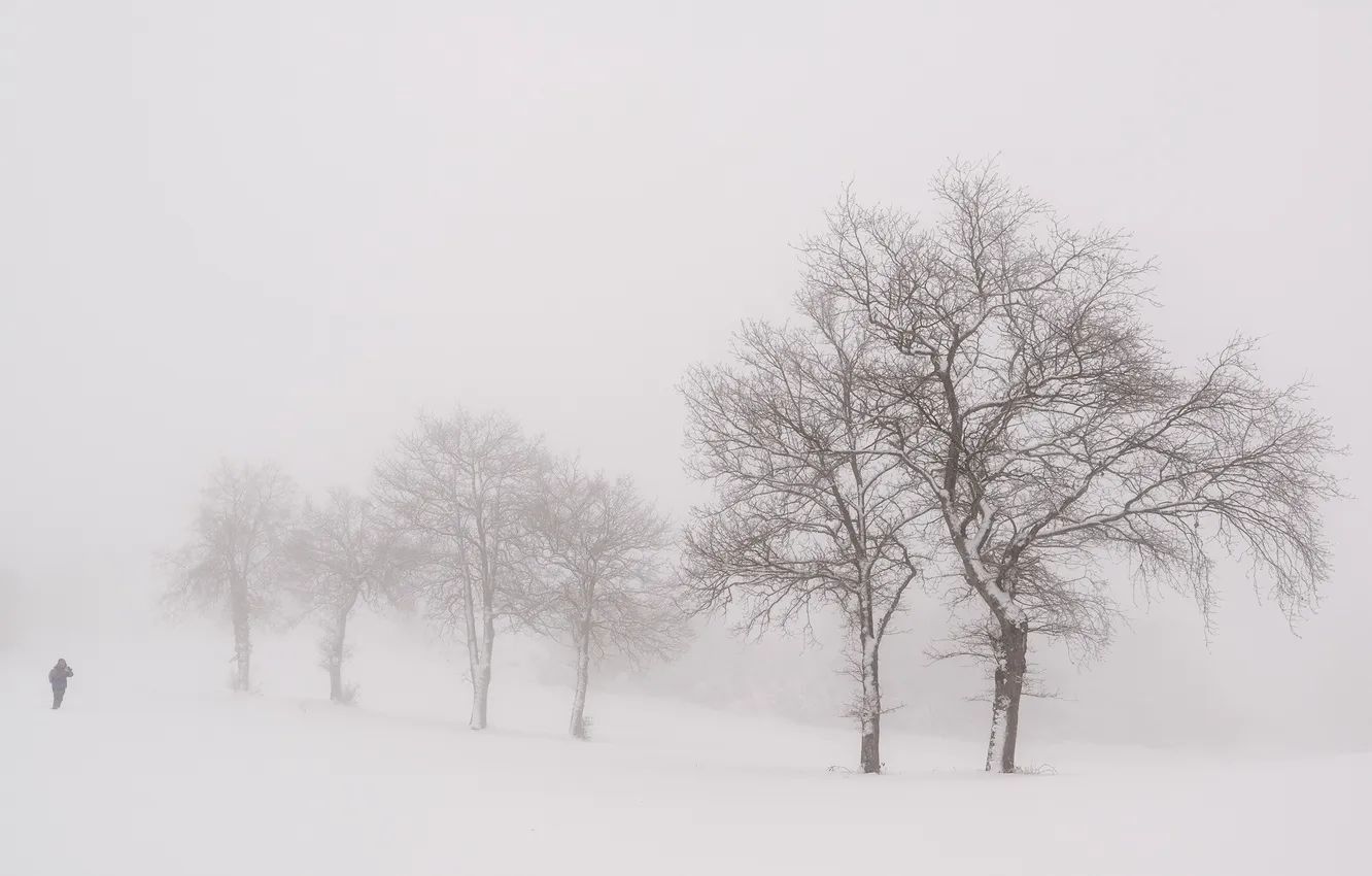 Photo wallpaper winter, trees, nature, fog, people