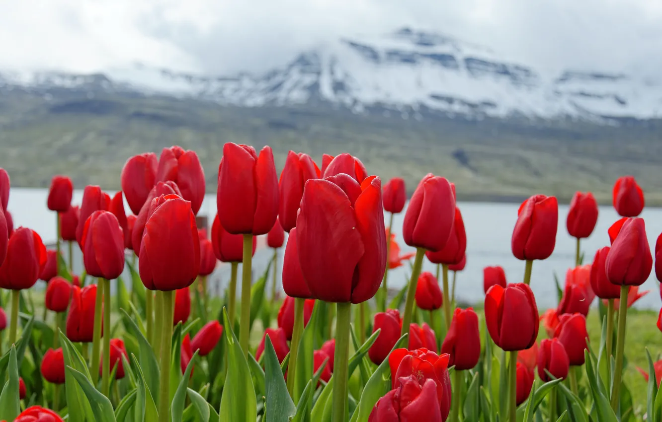 Photo wallpaper snow, flowers, mountains, spring, tulips
