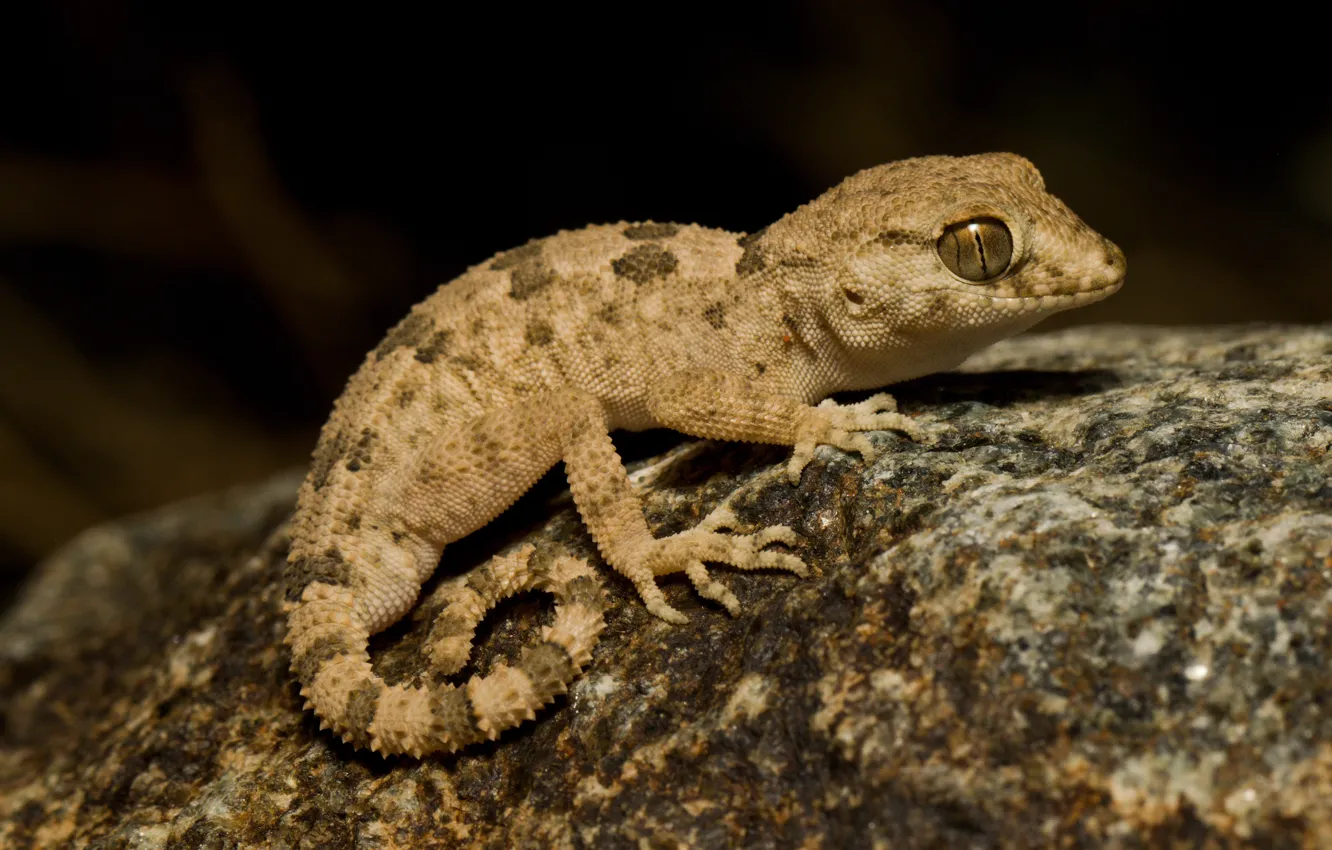 Photo wallpaper look, the dark background, stone, legs, lizard, Gecko