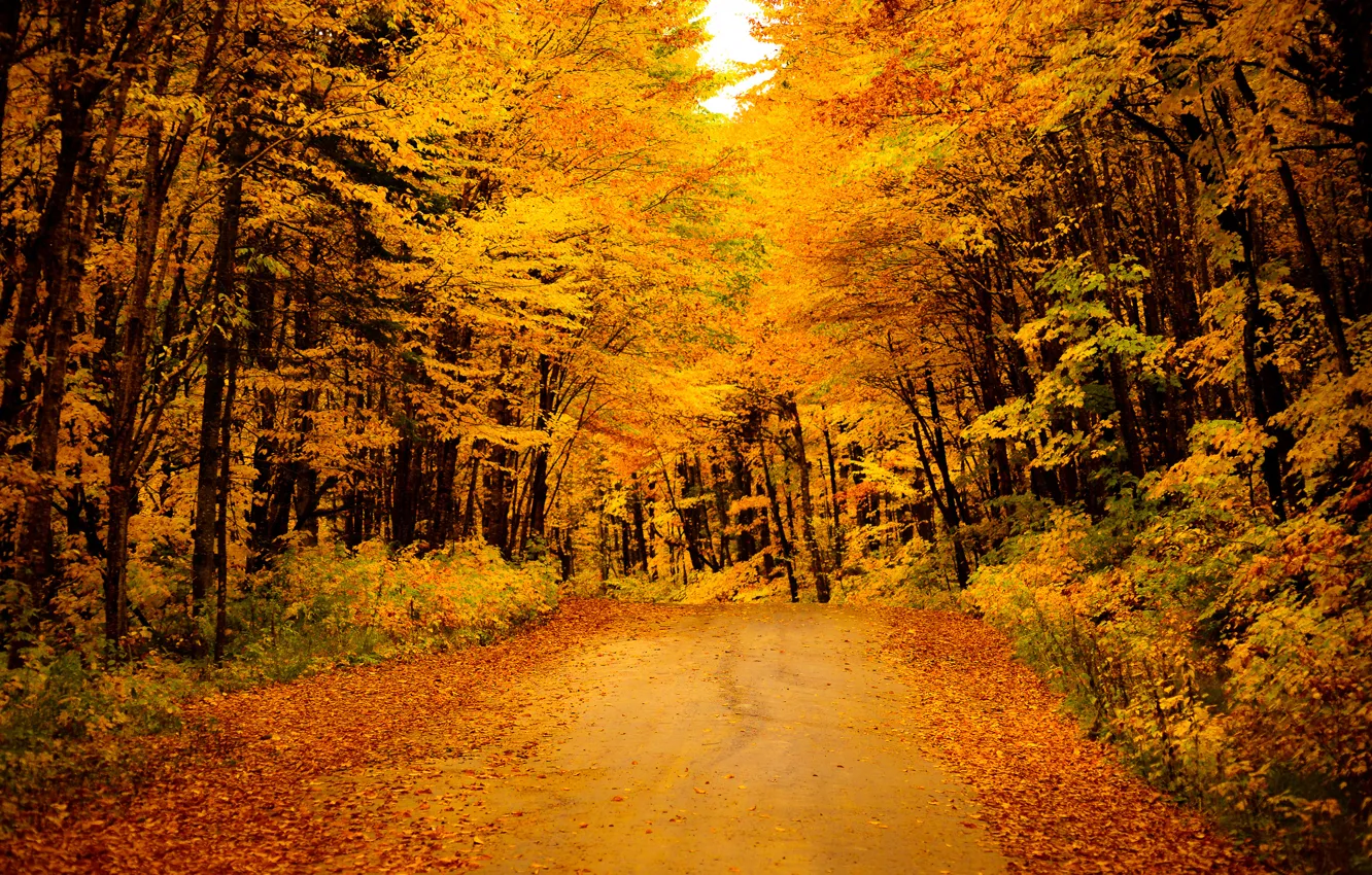 Photo wallpaper road, autumn, forest, leaves, trees, yellow, the bushes, gold