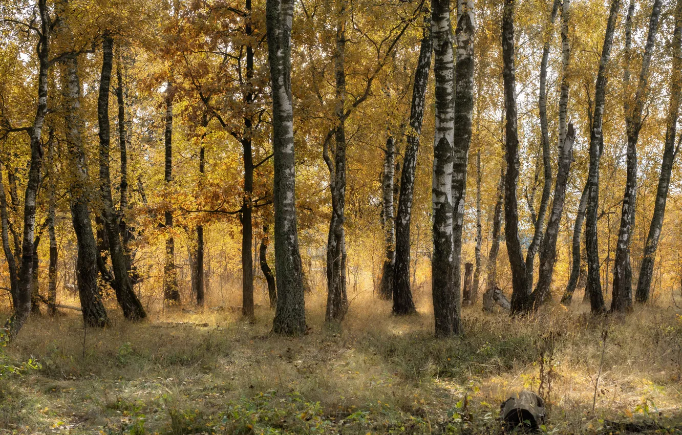 Photo wallpaper autumn, forest, trees, birch, birch grove