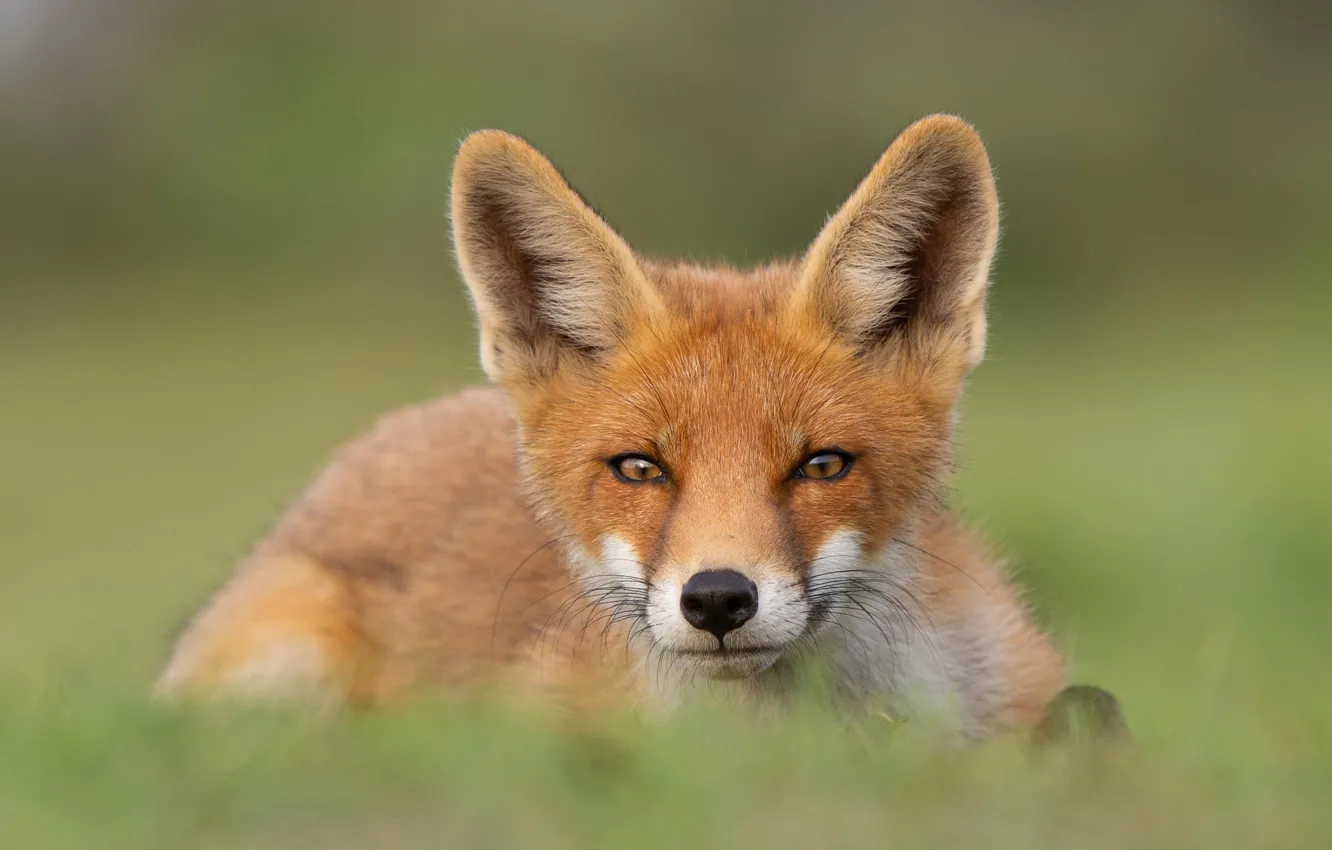 Photo wallpaper grass, look, face, nature, pose, portrait, Fox, lies