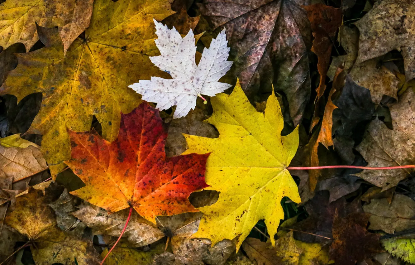 Photo wallpaper autumn, leaves, nature