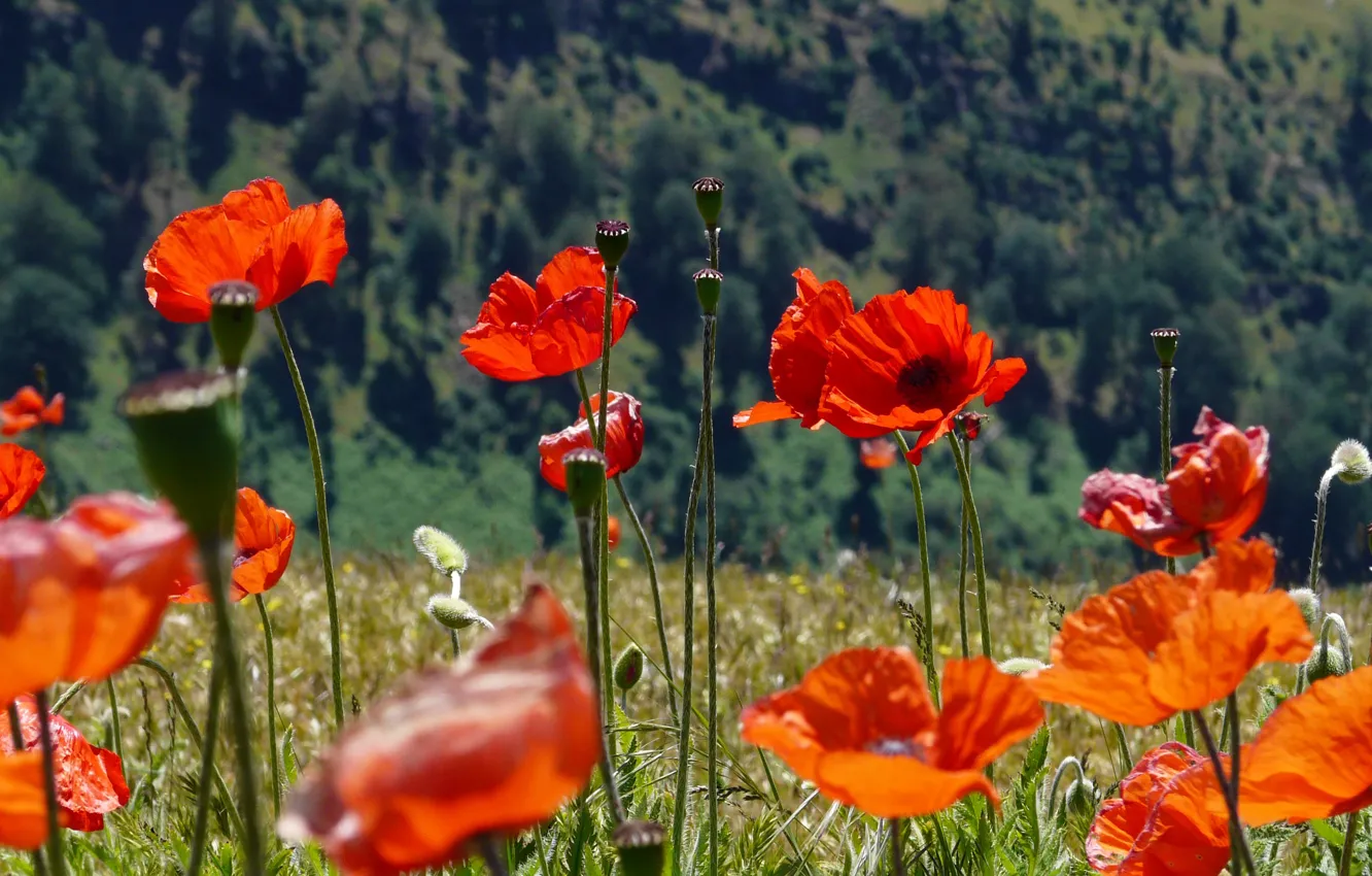 Photo wallpaper field, forest, summer, flowers, mountains, red, Maki, meadow