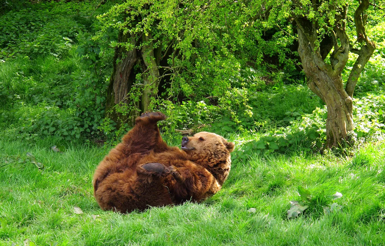 Photo wallpaper forest, grass, animal, bear, beast, lying