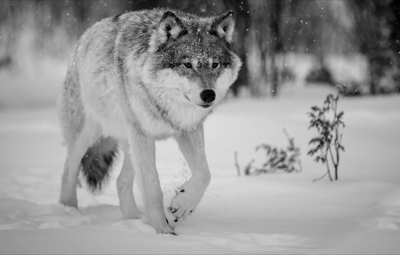 Photo wallpaper fantasy, Predator, nature, art, snow, face, animal, wolf