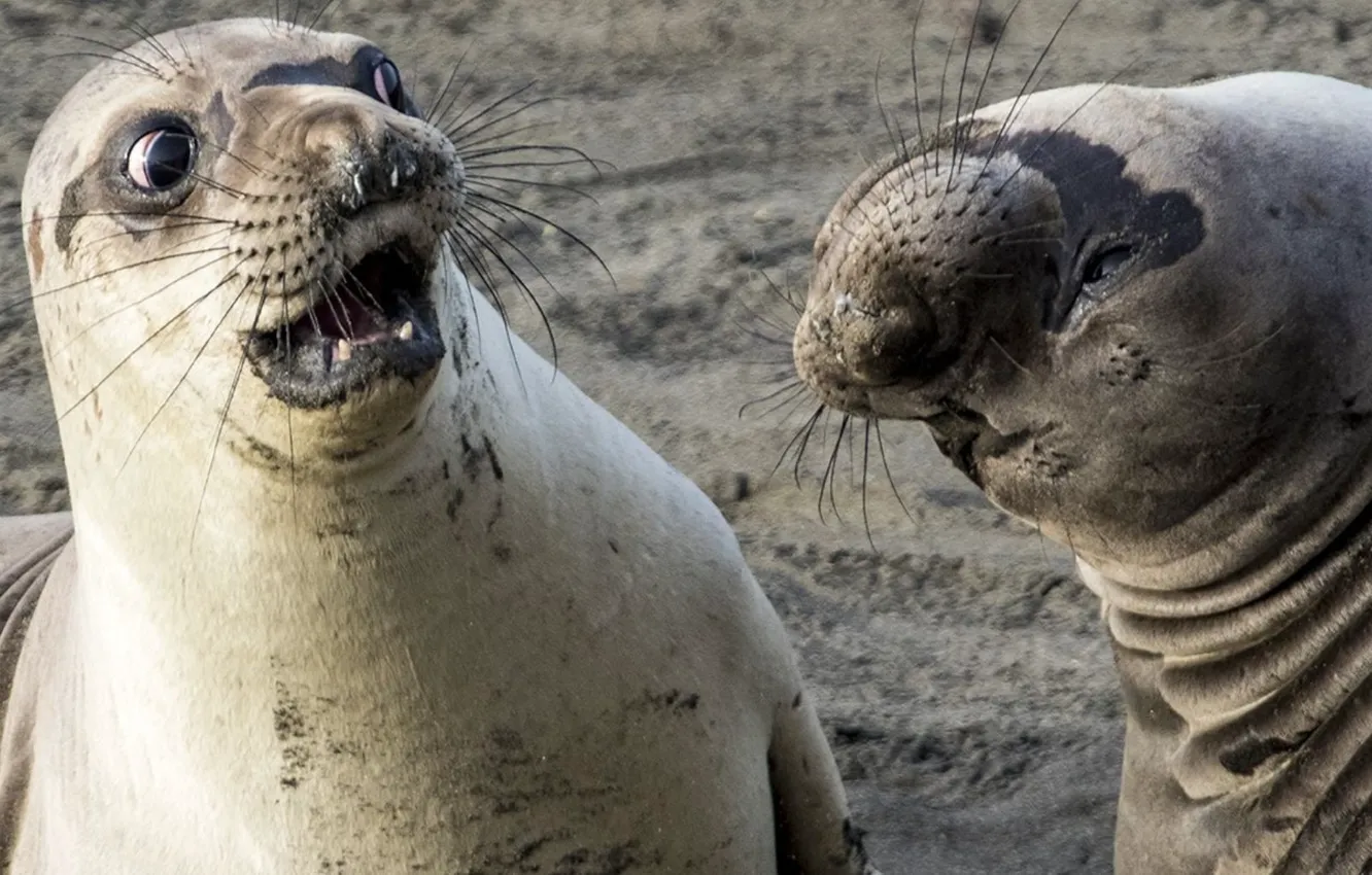 Photo wallpaper animals, nature, humor, seals, George Cathcart, Meme potentia
