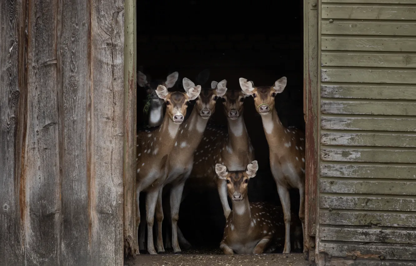 Photo wallpaper deer, face, ROE, corral, fawn