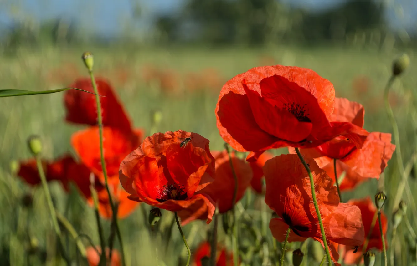 Photo wallpaper field, summer, red, Maki