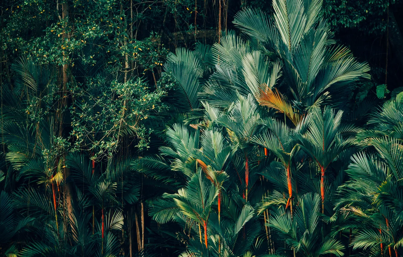 Photo wallpaper forest, trees, landscape, nature, tropics, palm trees, plants, jungle