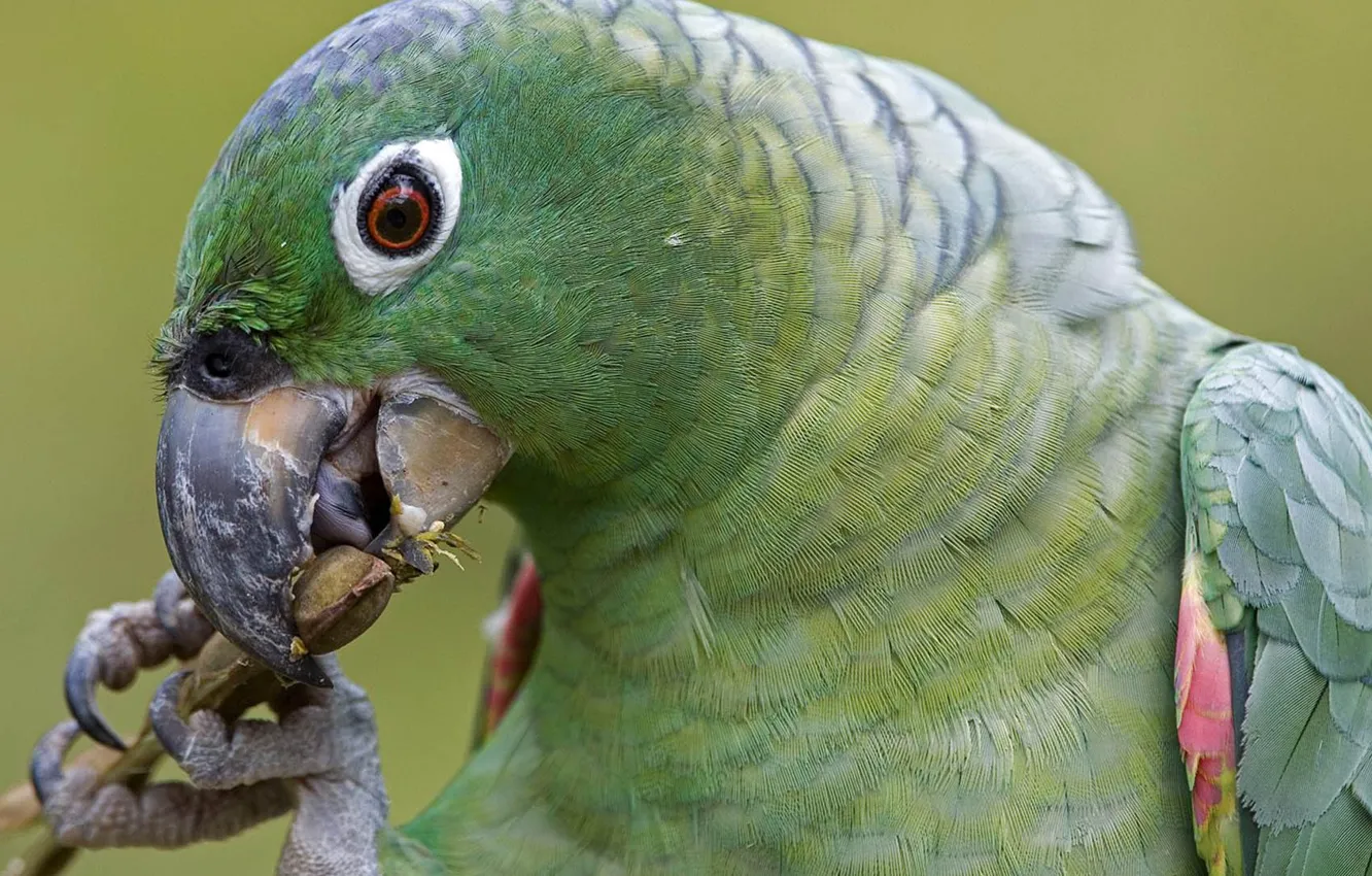 Photo wallpaper green, bird, parrot