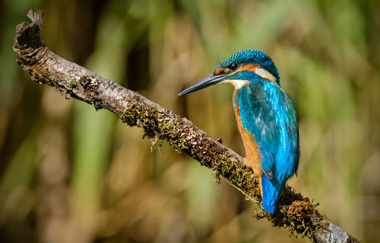 Photo wallpaper background, blue, bird, blur, branch, bokeh, Kingfisher, bright plumage