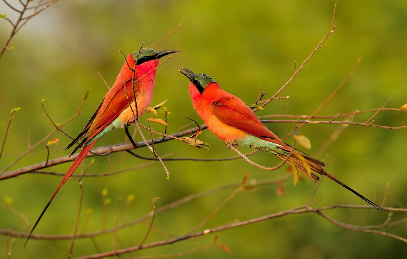 Photo wallpaper birds, branches, bee-eaters, the bee-eaters