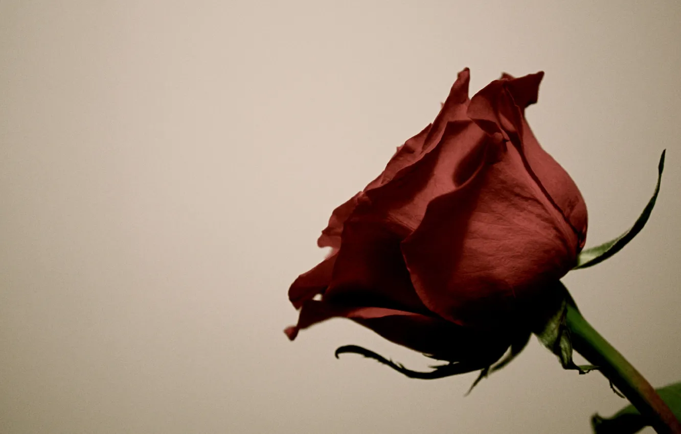 Photo wallpaper rose, petals, stem