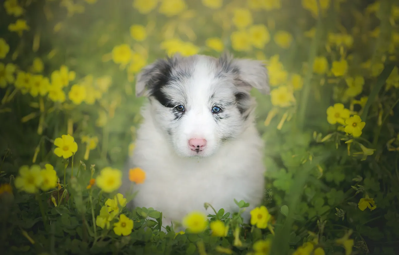 Photo wallpaper look, flowers, dog, puppy, bokeh, The border collie