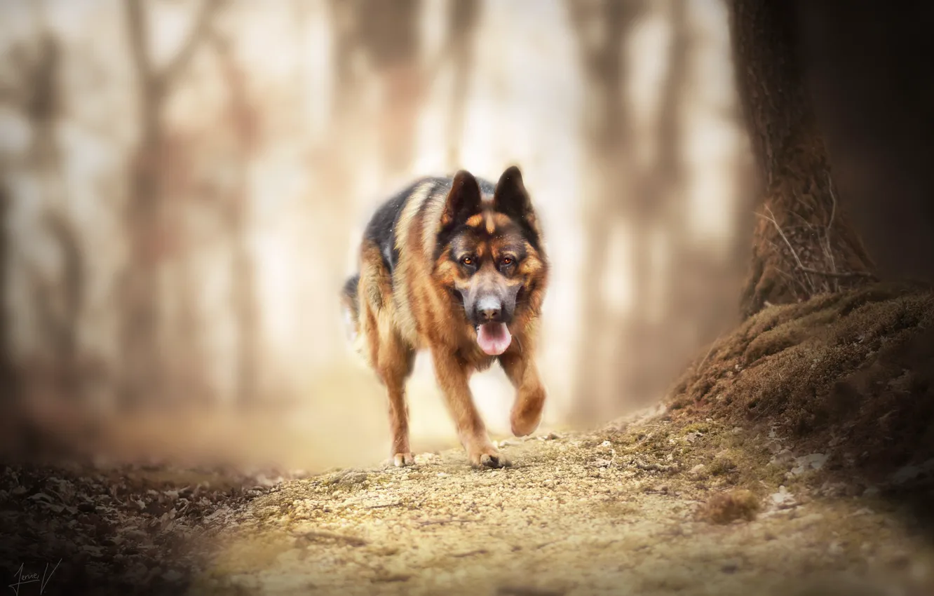 Photo wallpaper look, nature, dog