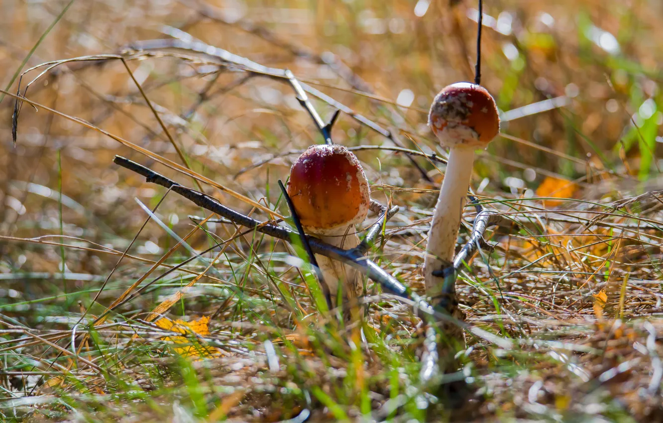 Photo wallpaper autumn, mushrooms, dry grass, Amanita muscaria