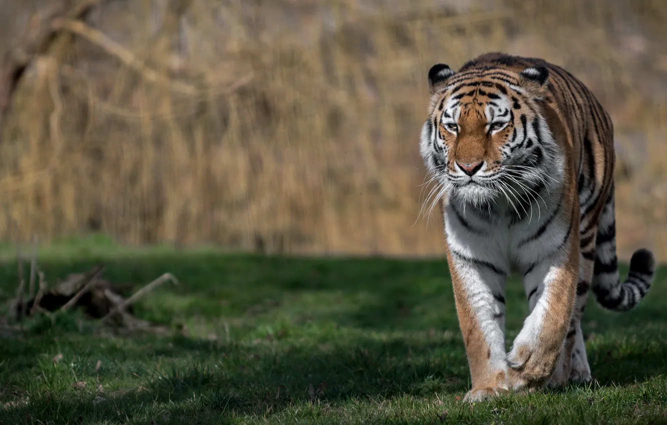 Photo wallpaper tiger, predator, wild cat, bokeh