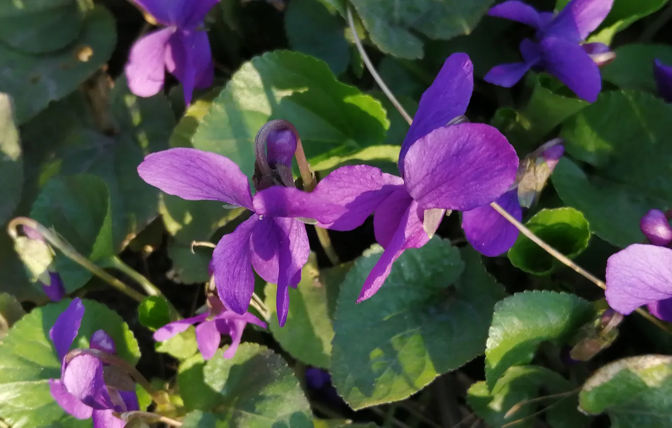 Photo wallpaper flowers, spring, violet