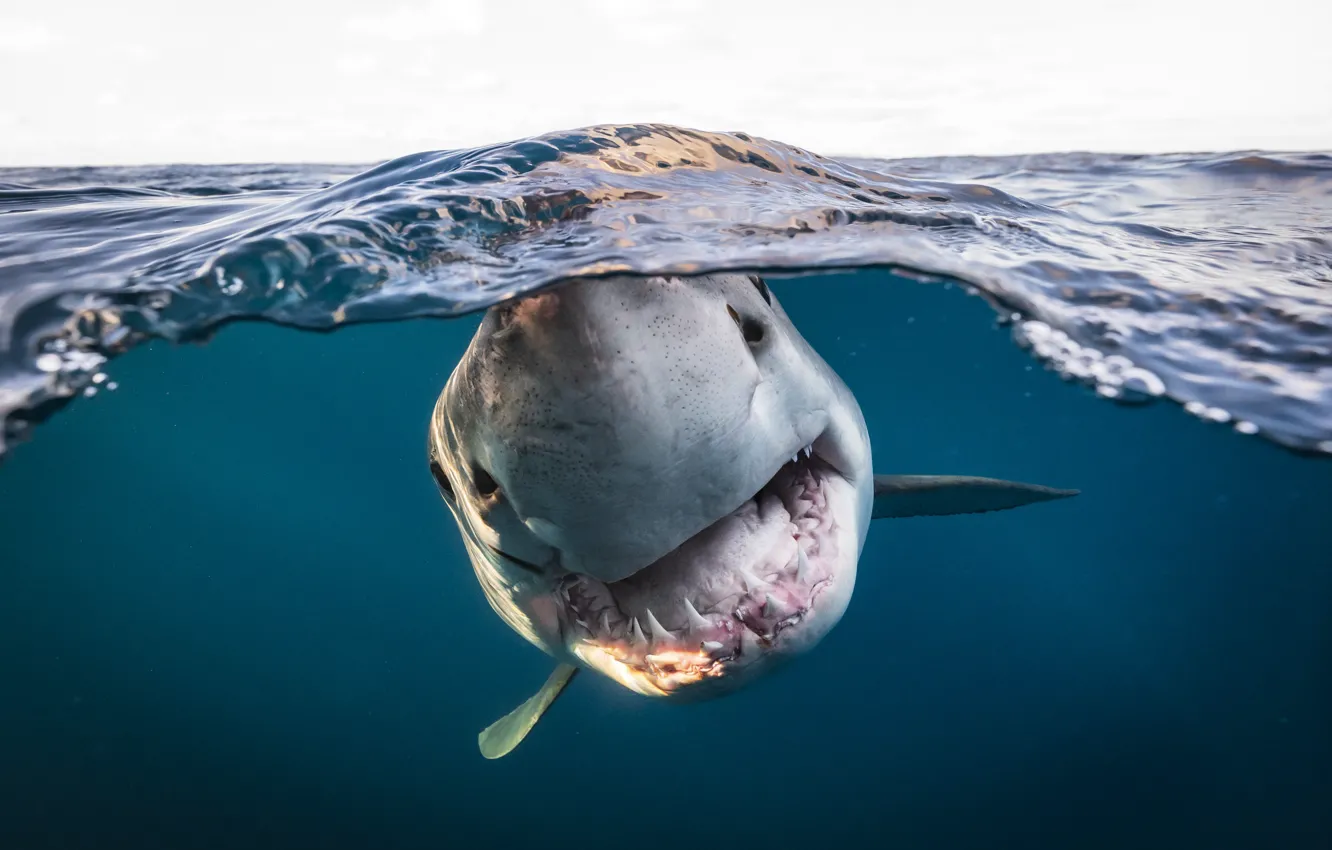 Photo wallpaper face, water, teeth, mouth, underwater world, South Australia, White shark, white shark
