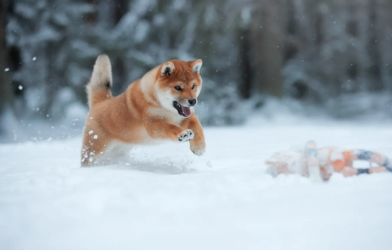 Photo wallpaper winter, snow, animal, jump, dog, running, puppy, dog