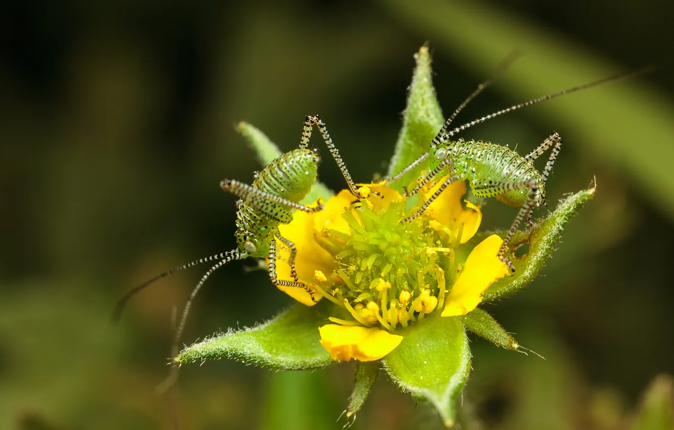 Photo wallpaper flowers, insect, grasshopper, bokeh
