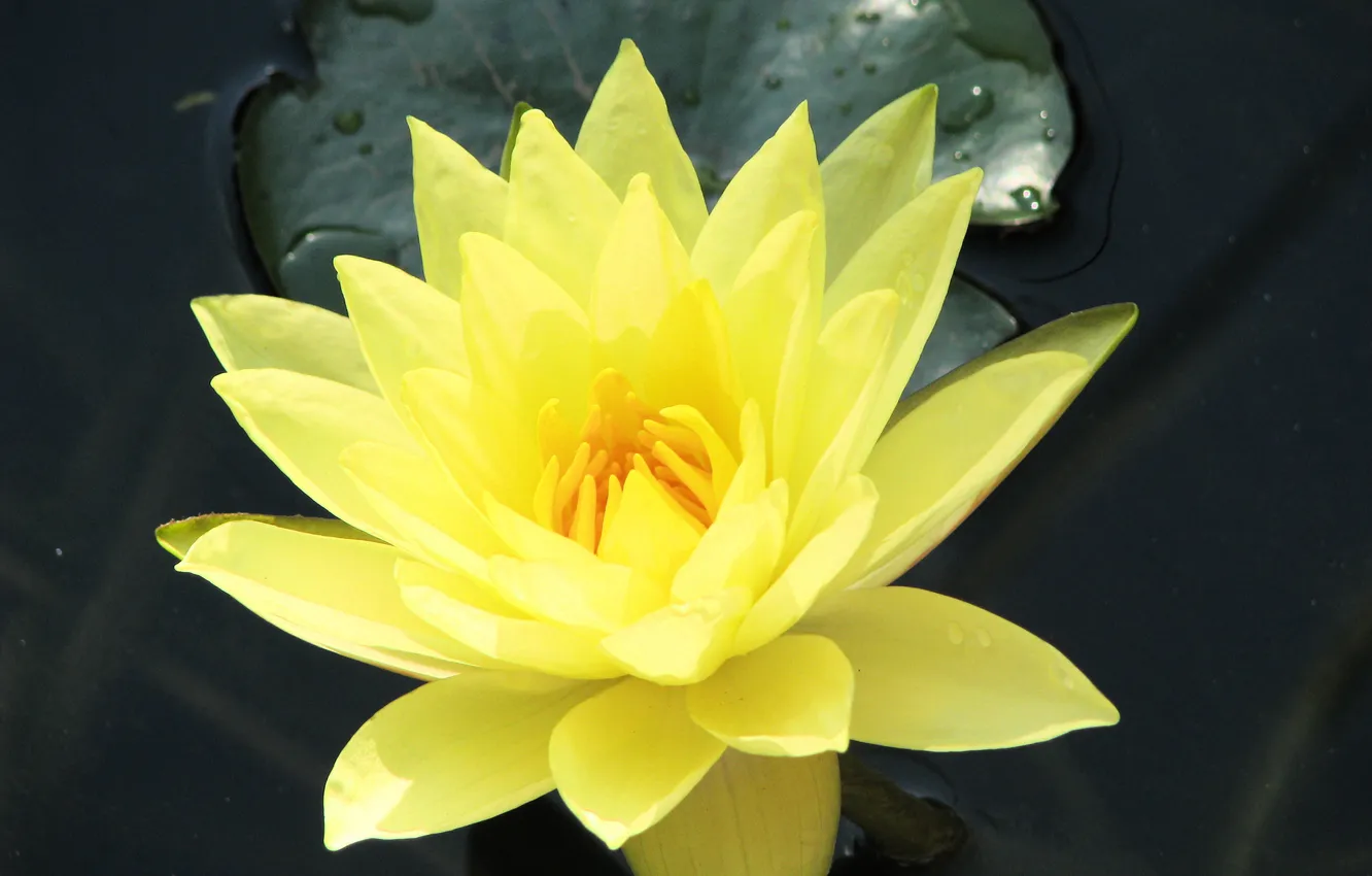 Photo wallpaper flowers, yellow, nature, Lotus