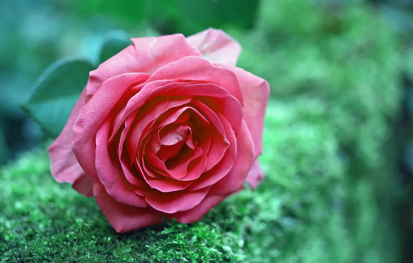 Photo wallpaper flowers, nature, roses