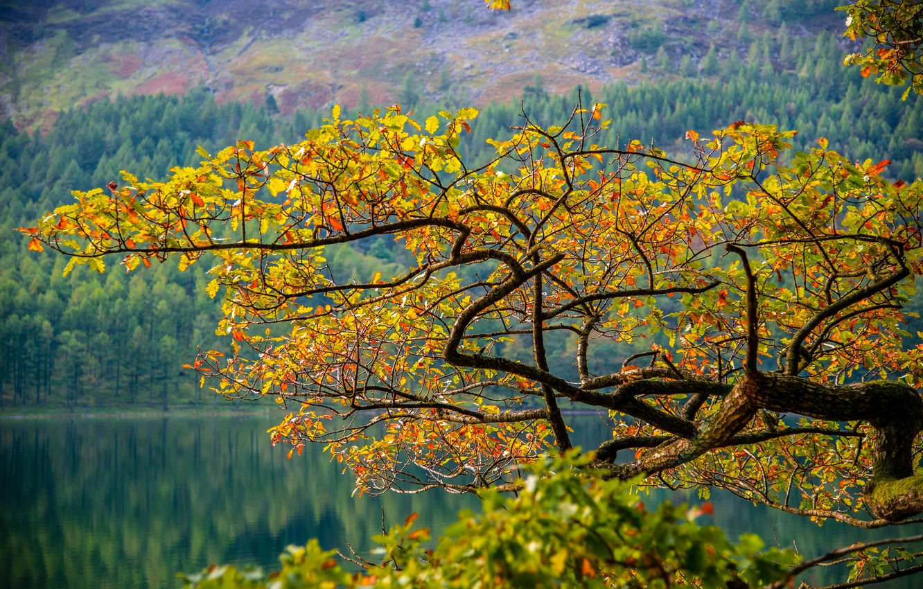 Photo wallpaper autumn, leaves, trees, mountains, branches, lake, slope