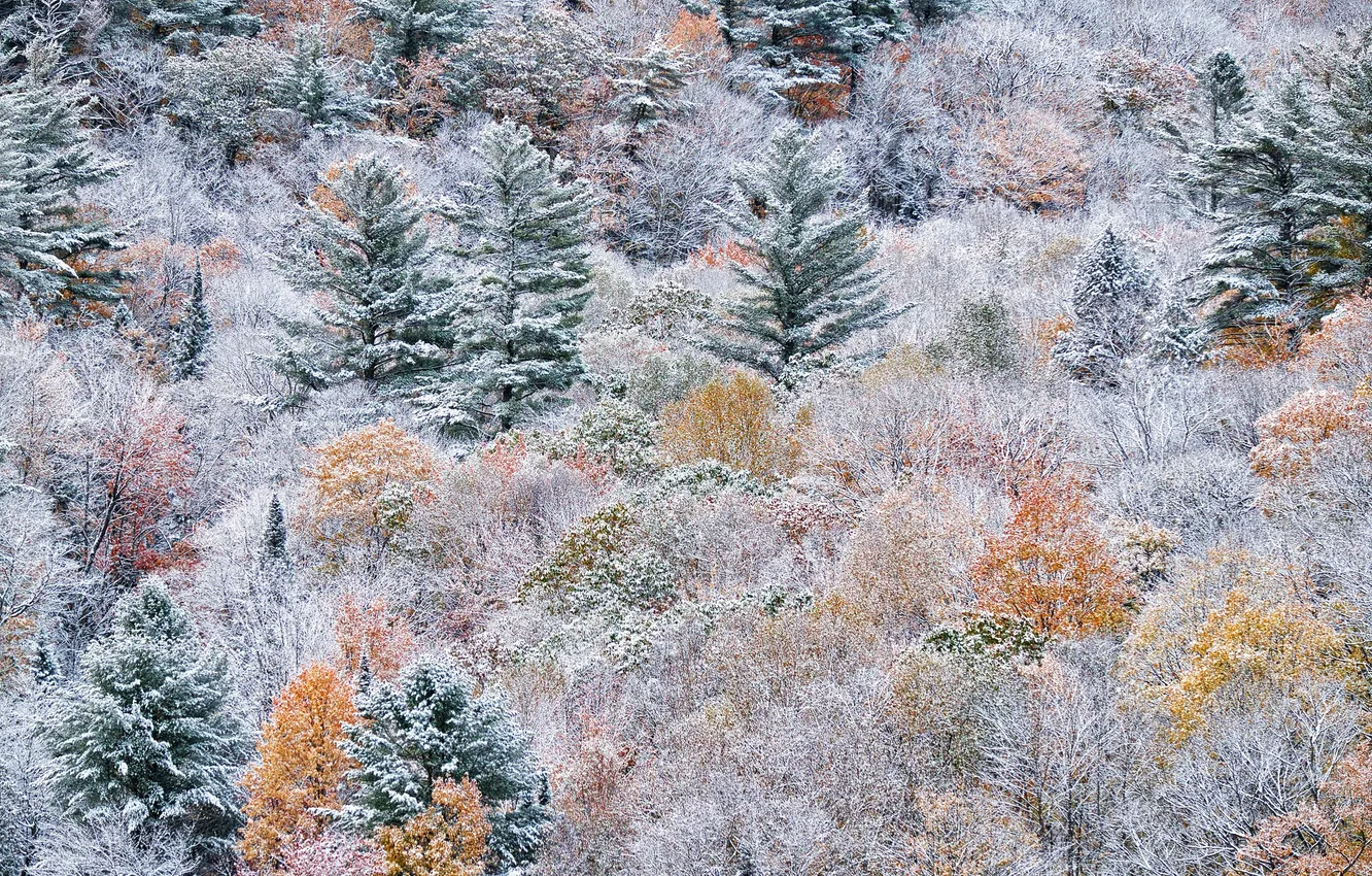 Photo wallpaper autumn, forest, snow, paint, slope, Canada, Ontario