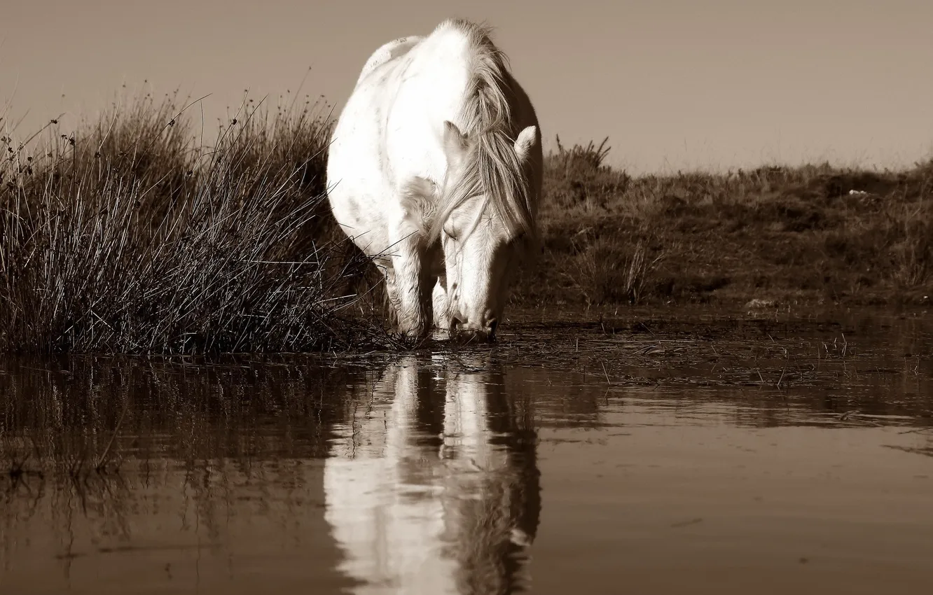 Photo wallpaper nature, river, horse