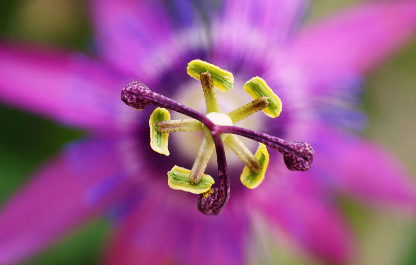 Photo wallpaper flower, macro, passionflower