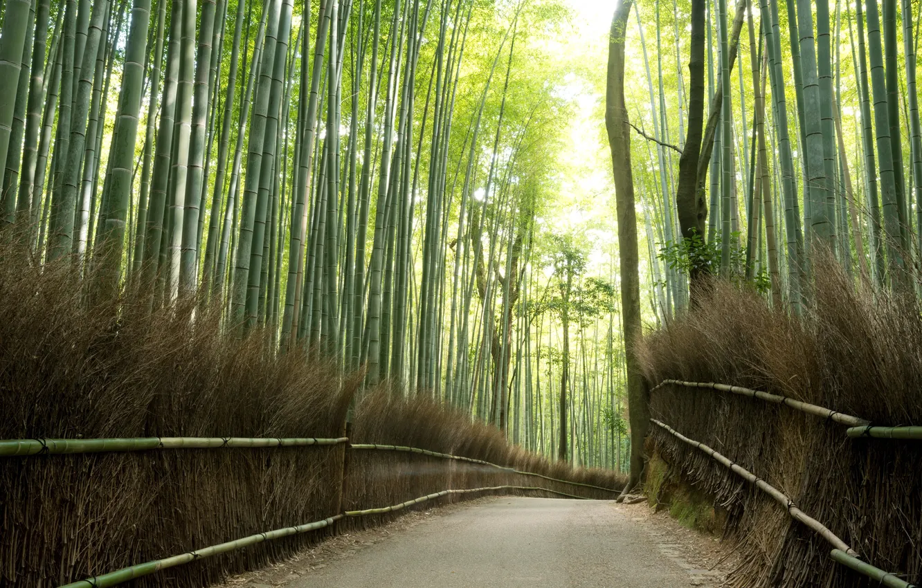 Photo wallpaper light, road, trees, nature, bamboo, effects