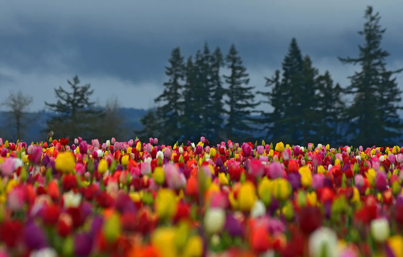 Photo wallpaper field, forest, trees, flowers, colored, spruce, tulips