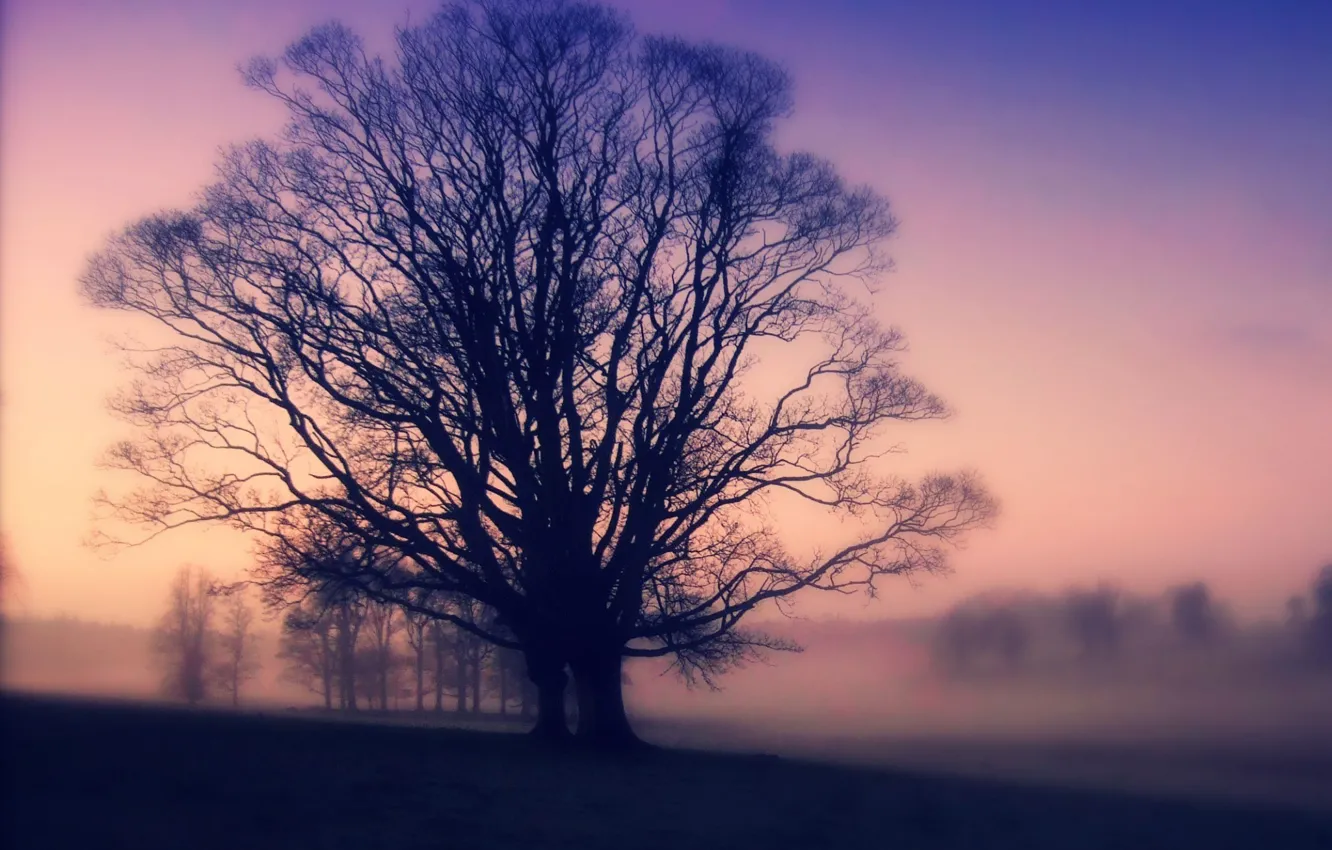 Photo wallpaper trees, landscape, nature, fog