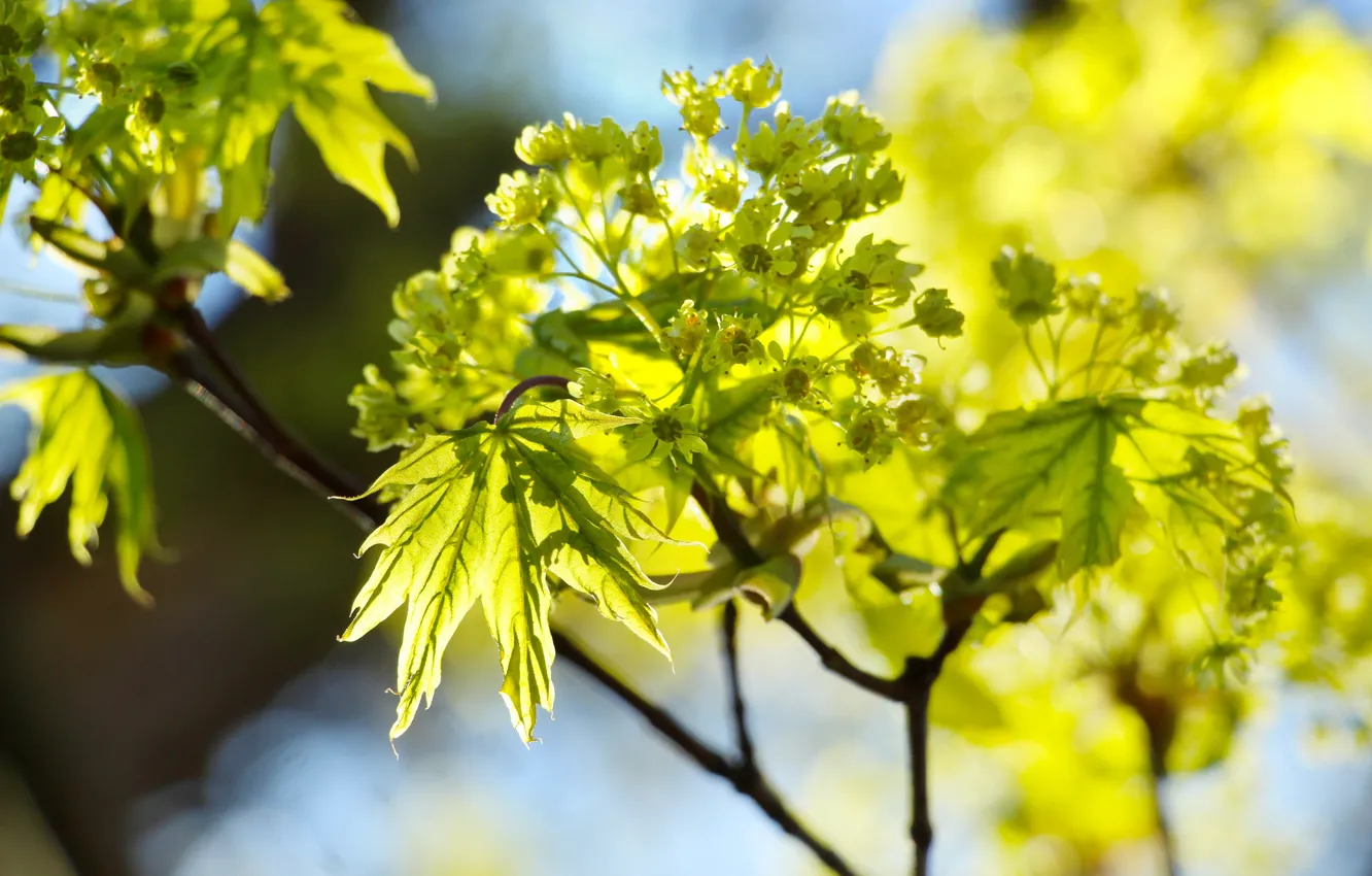 Photo wallpaper green, flower, twig