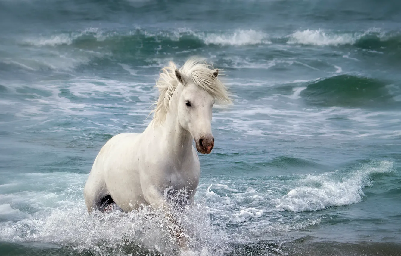 Photo wallpaper sea, nature, horse