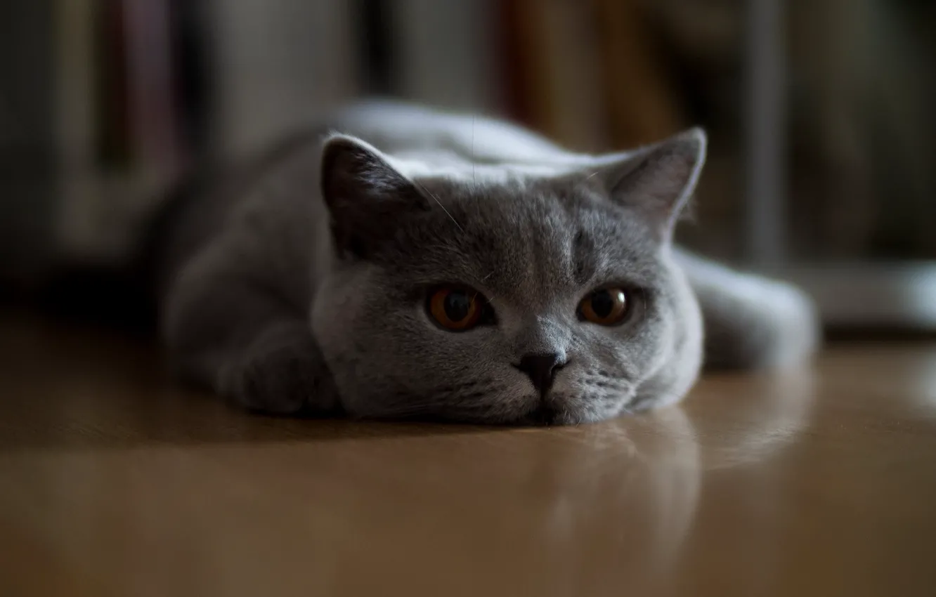 Photo wallpaper cat, cat, look, pose, face