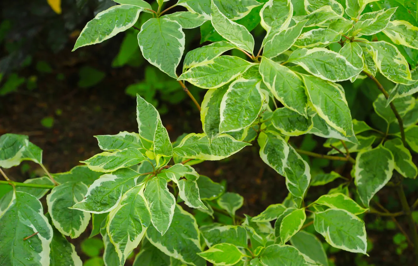 Photo wallpaper green, leafs, plant