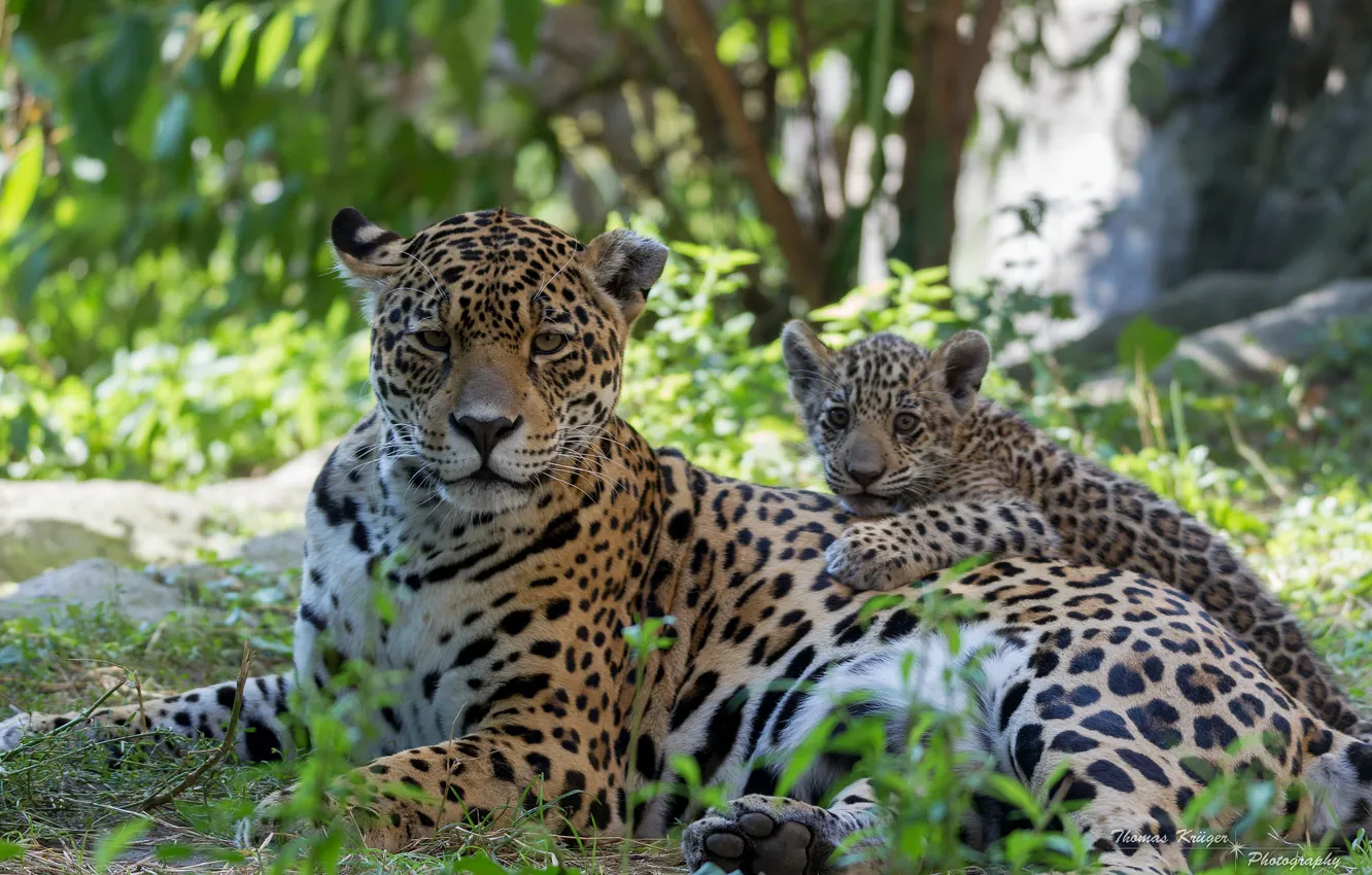 Photo wallpaper Jaguar, cub, kitty