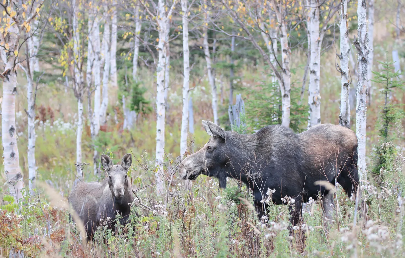 Photo wallpaper forest, nature, moose