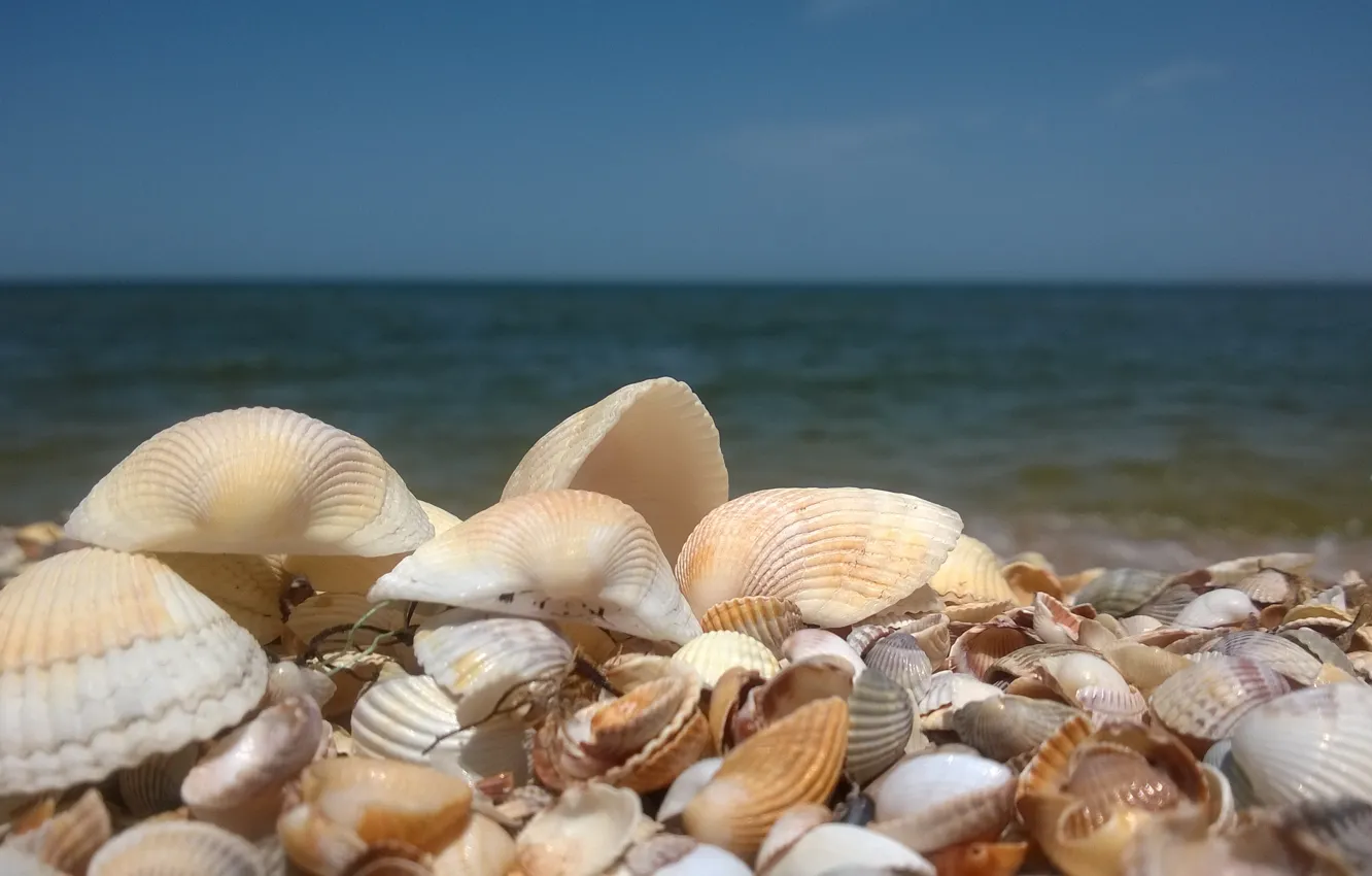 Photo wallpaper sand, sea, shell