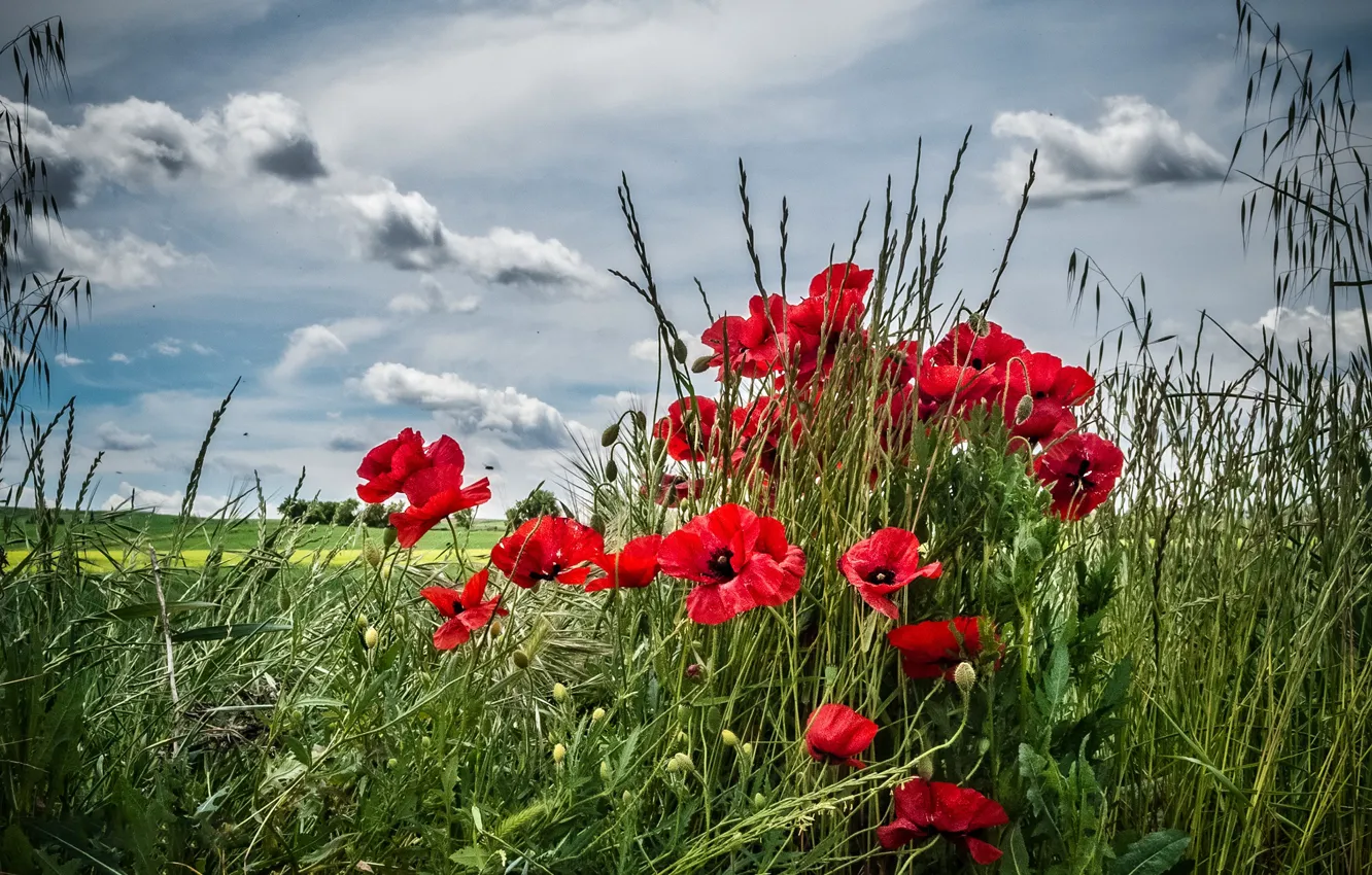 Photo wallpaper field, grass, flowers, Maki, meadow
