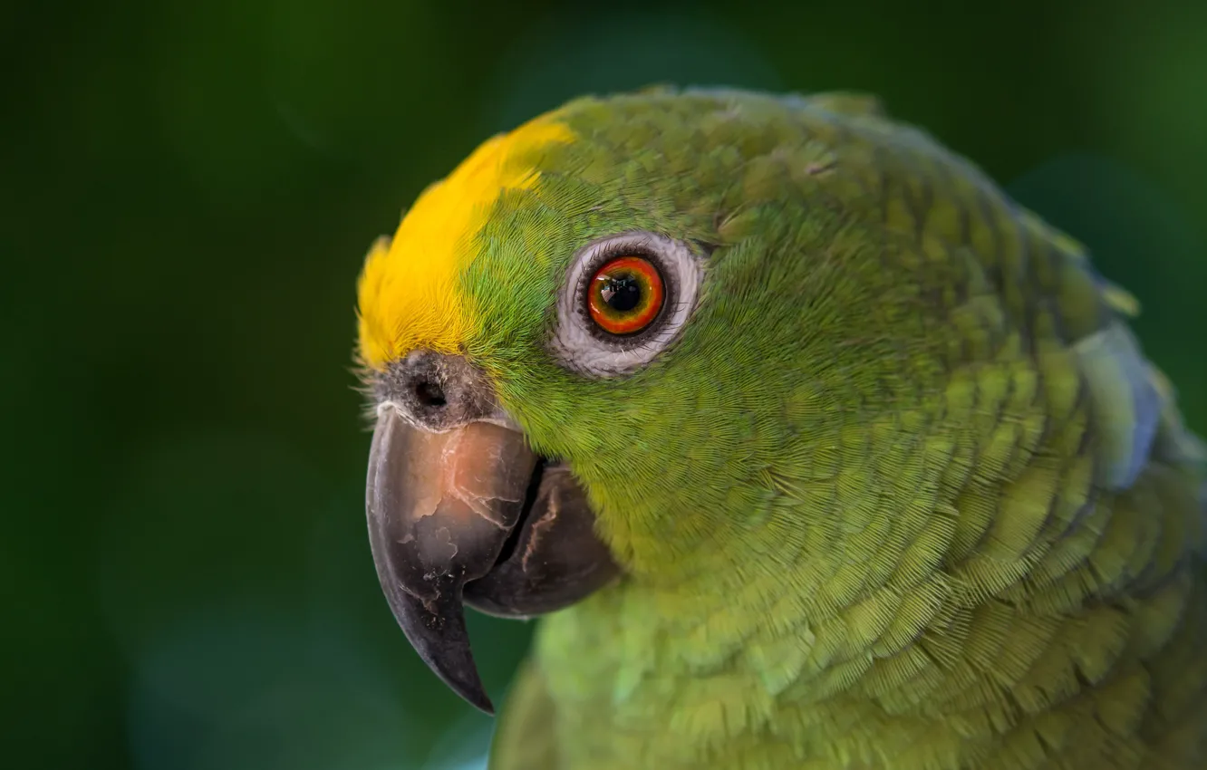 Photo wallpaper look, green, bird, parrot