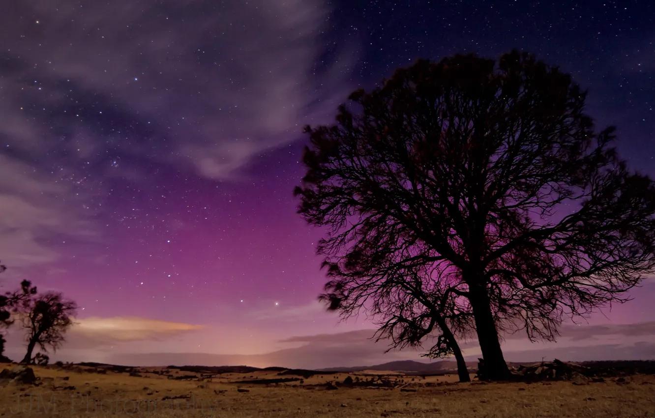 Photo wallpaper the sky, stars, trees, night, nature, silhouette