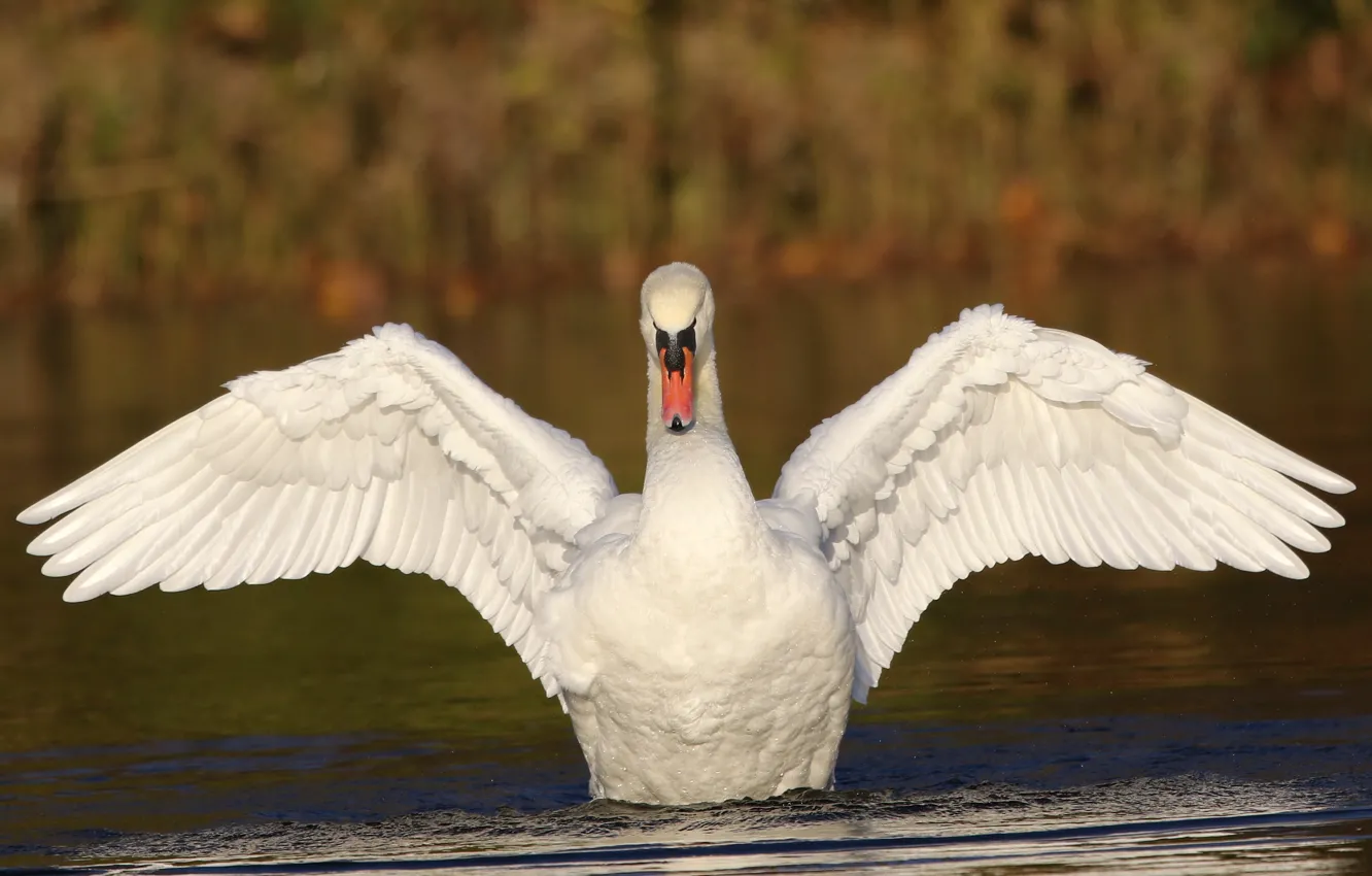 Photo wallpaper white, bird, wings, Swan, pond, stroke