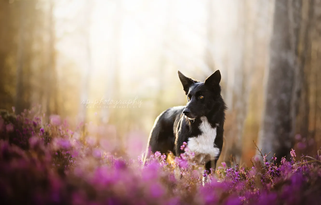 Photo wallpaper nature, each, dog