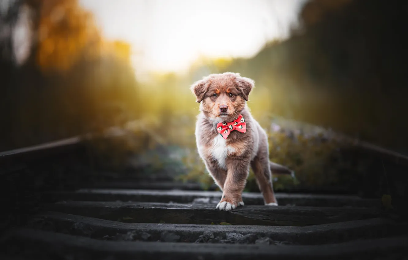 Photo wallpaper look, nature, pose, rails, dog, railroad, puppy, face